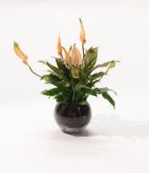Spathiphyllum